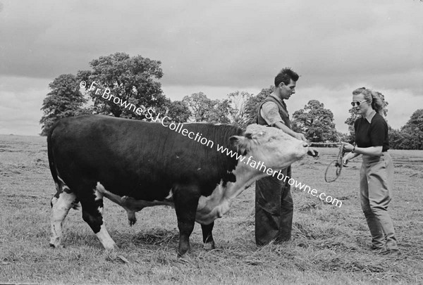 HEADFORD HOUSE  PEDIGREE HEREFORD BULL